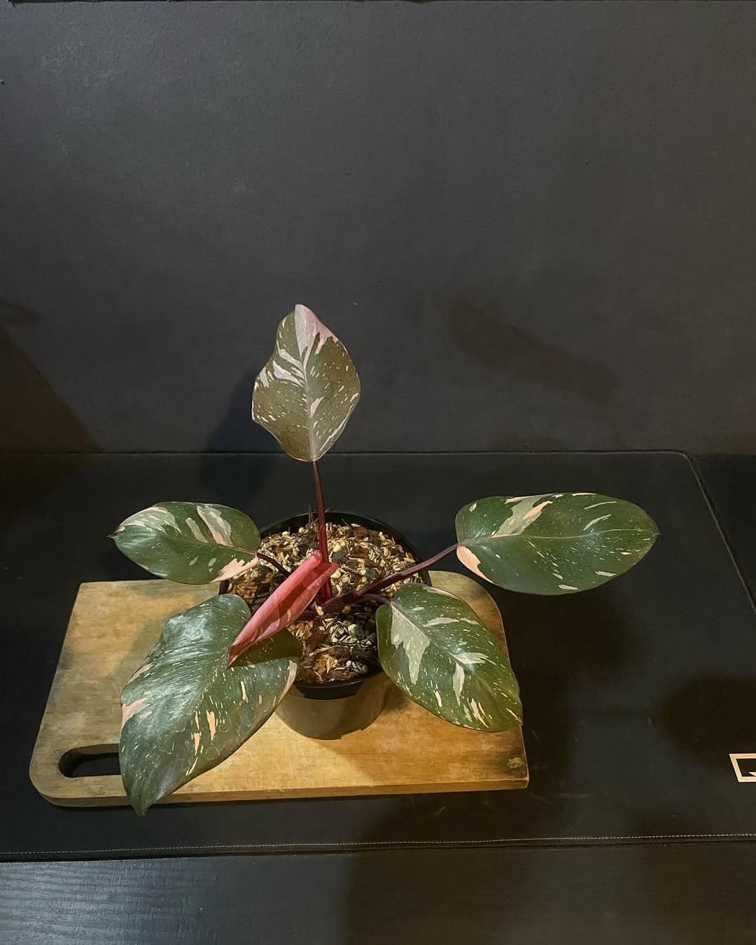 Philodendron Pink Princess Galaxy thumbnail 1