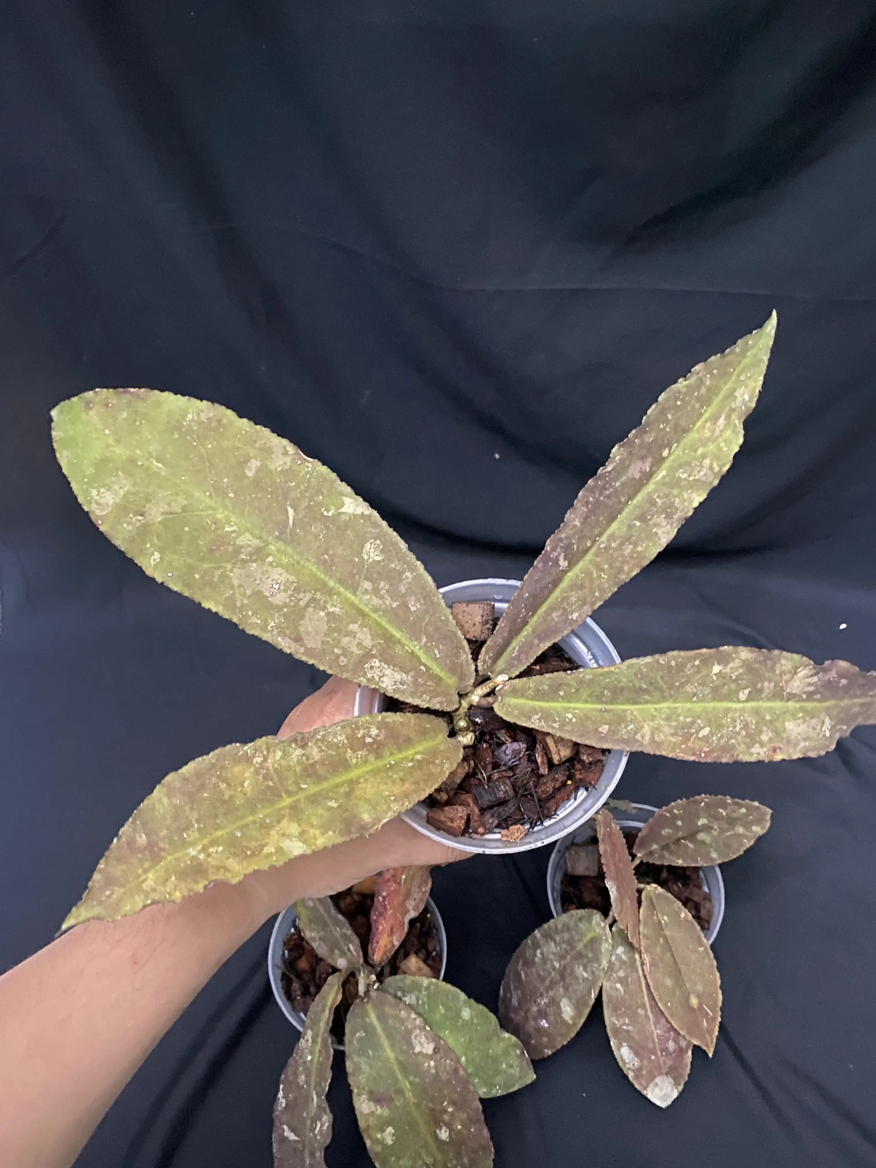 Hoya Undulata Red thumbnail 3