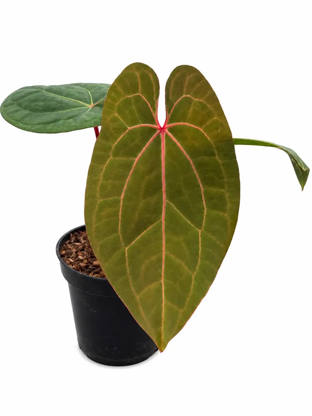 Anthurium Red Queen x Michelle