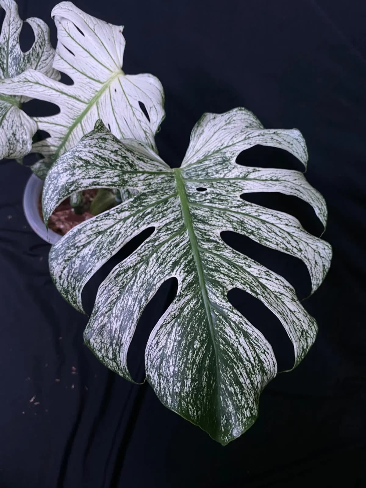 Monstera Devil Monster | GrowWithPlant