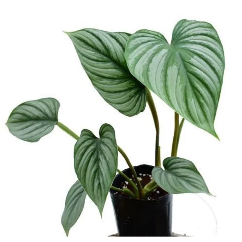Philodendron Mamei