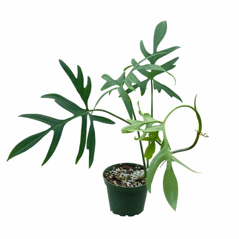 Philodendron Gladhands thumbnail 1