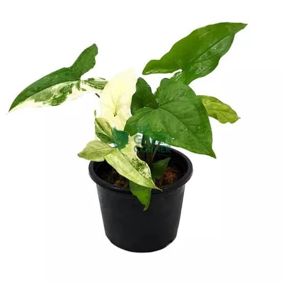 Syngonium albo variegated thumbnail 2