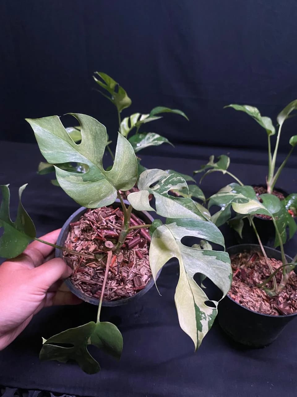 Rhaphidophora Tetrasperma Variegated thumbnail 2