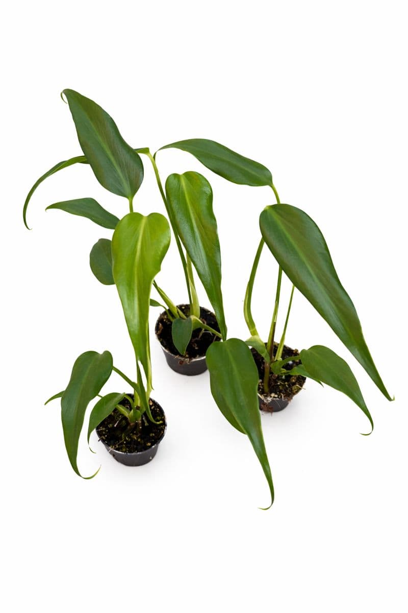 Monstera Burle Marx Flame Small thumbnail 1