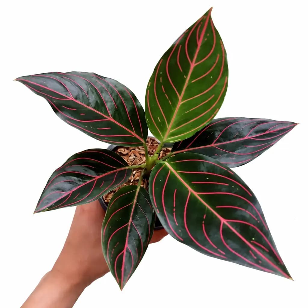 Aglaonema rotundum