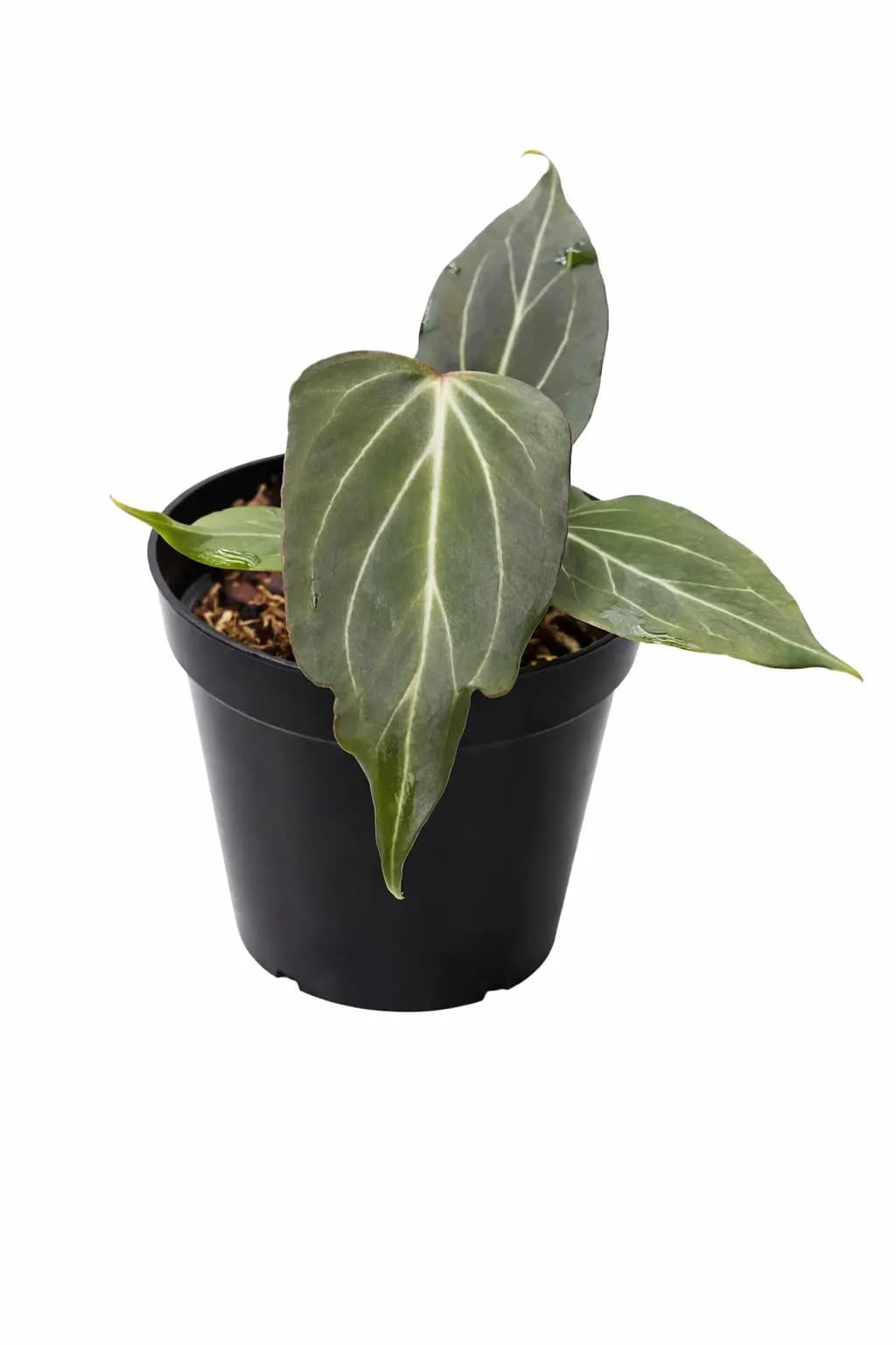 Anthurium king of spades butterfly (Small) | GrowWithPlant