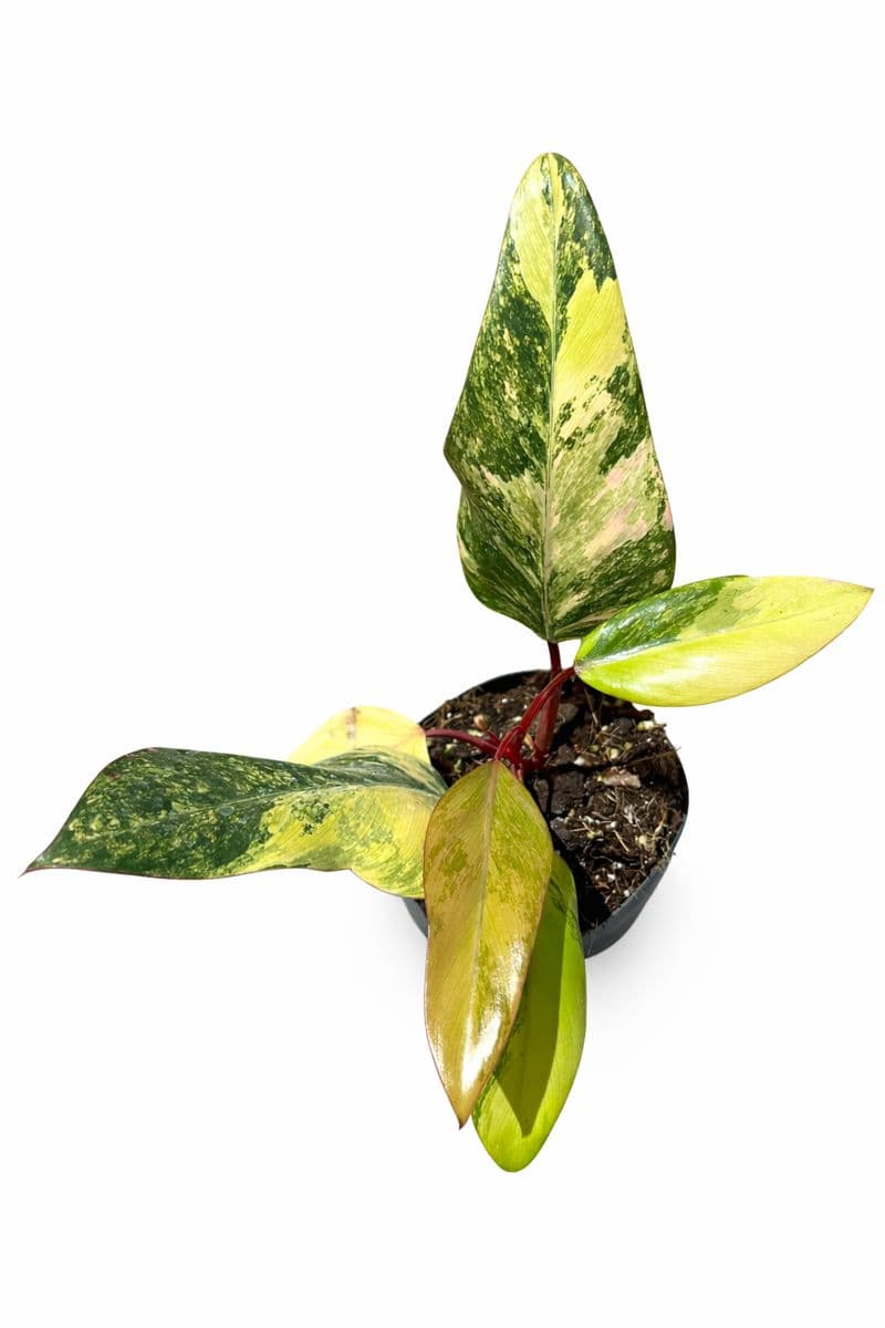 Philodendron Strawberry Shake thumbnail 1