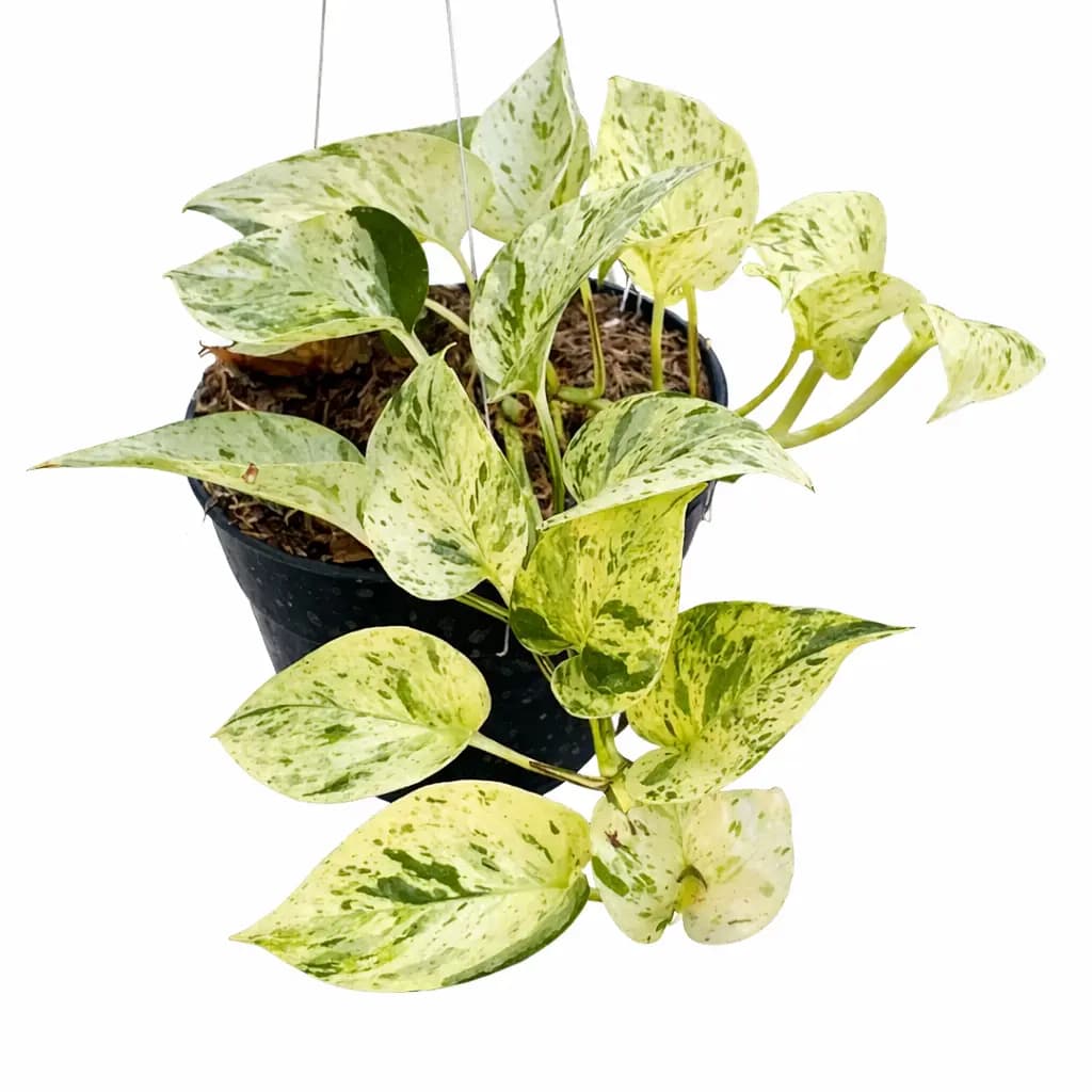 Epipremnum Marble Queen thumbnail 1