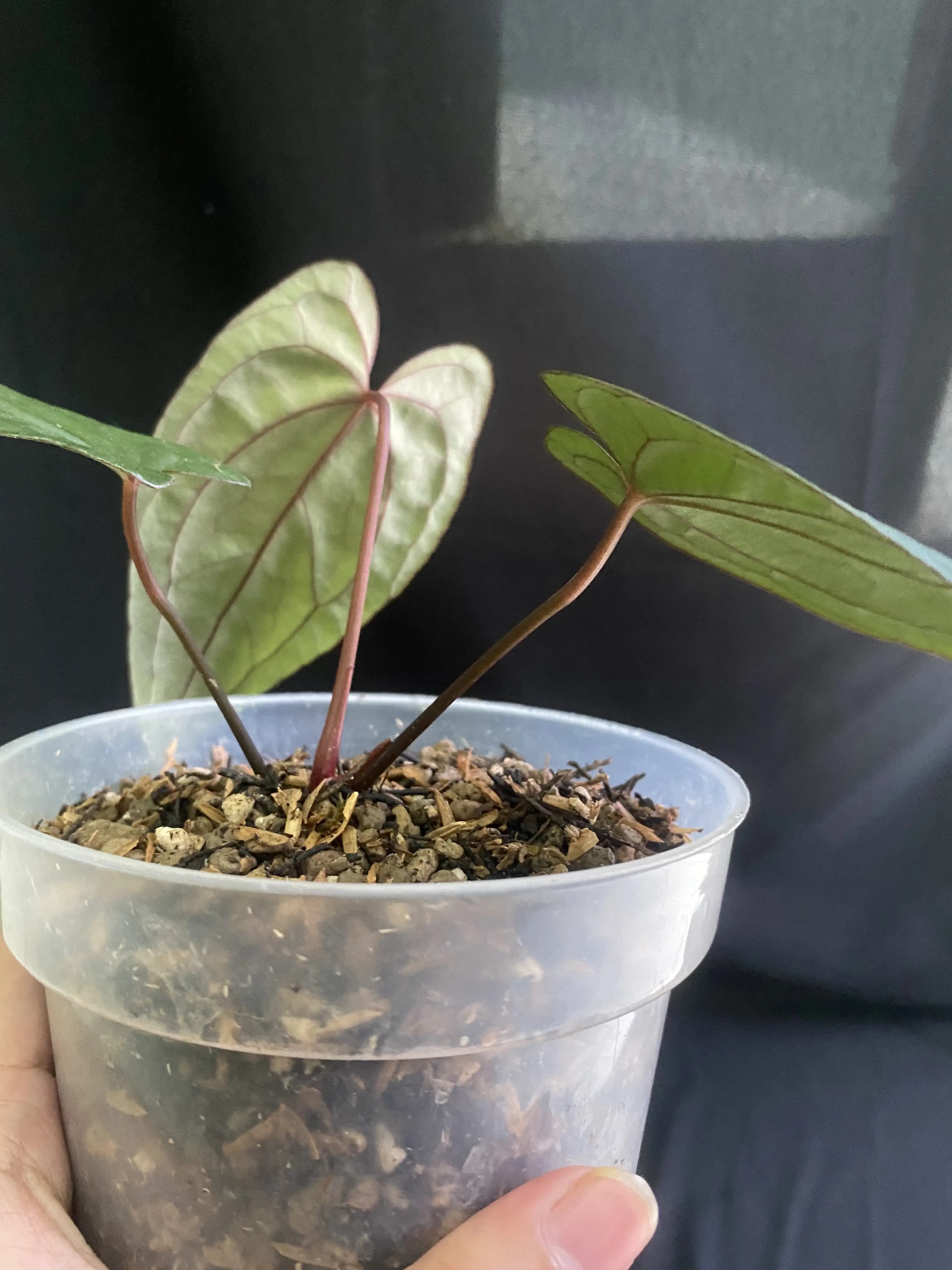 Anthurium Red Vein Dark Phoenix (RVDP) thumbnail 3