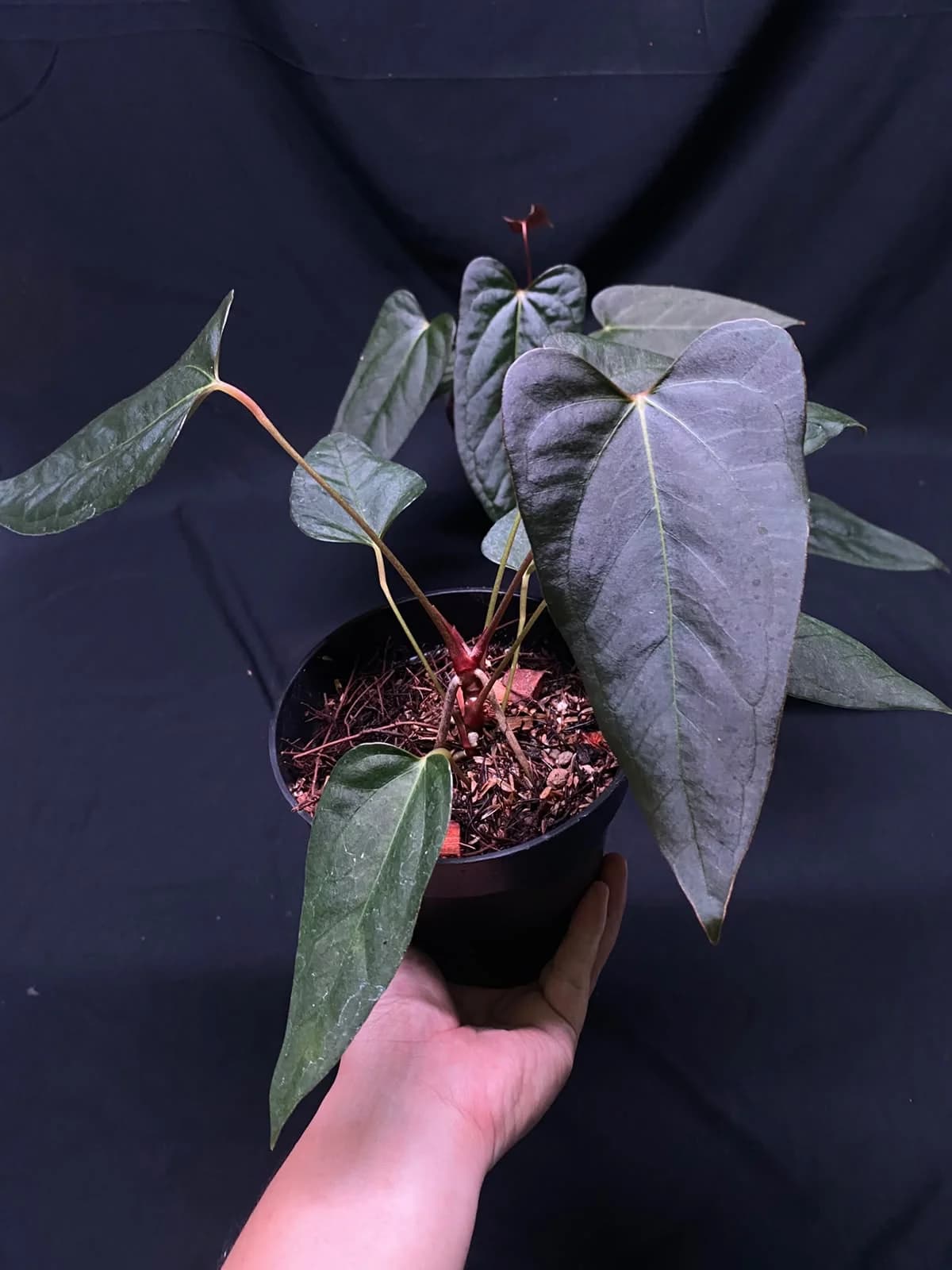 Anthurium Black Sweet thumbnail 2