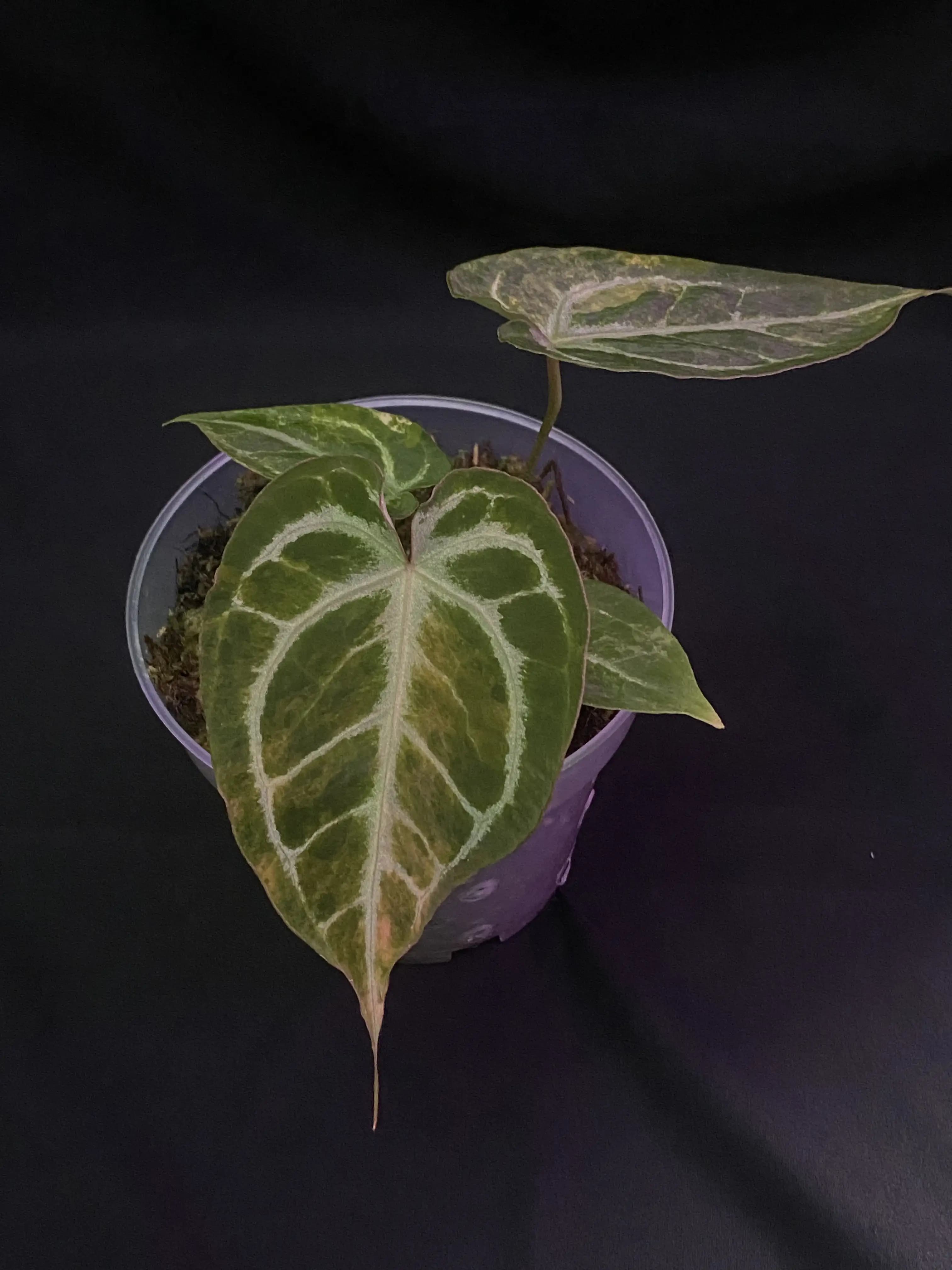 Anthurium Hellboy Variegated thumbnail 2