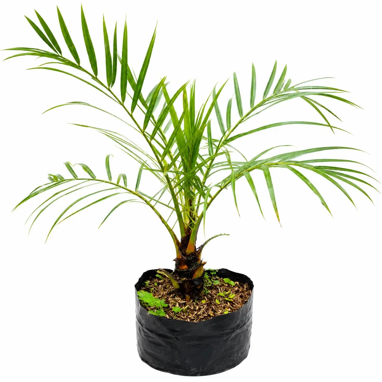 Pygmy Date Palm (Phoenix roebelenii)