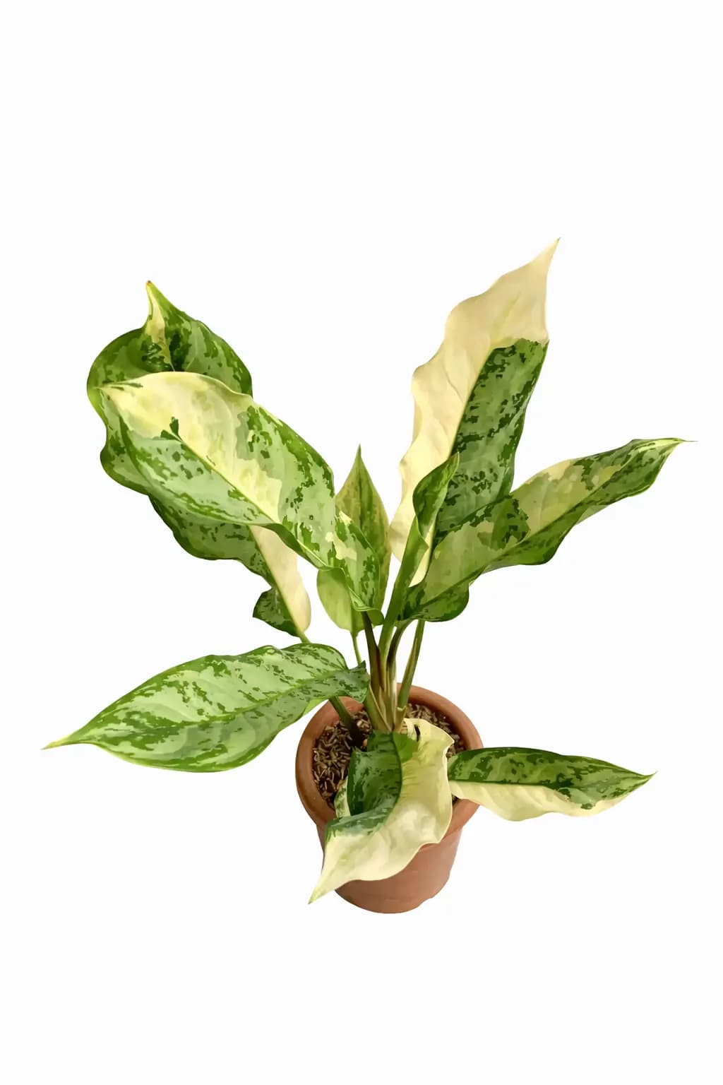 Aglaonema Commutatum Variegated thumbnail 1