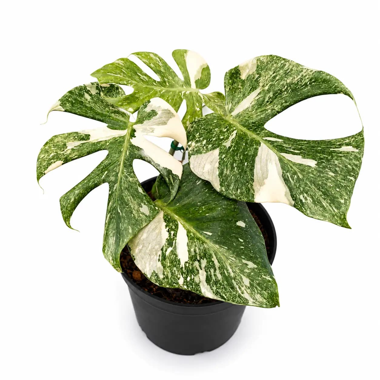 Monstera Double Platinum