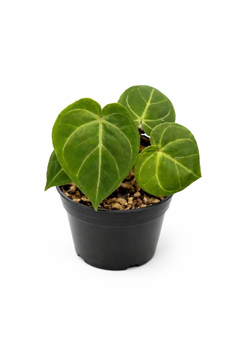 anthurium hoffmannii hybrid