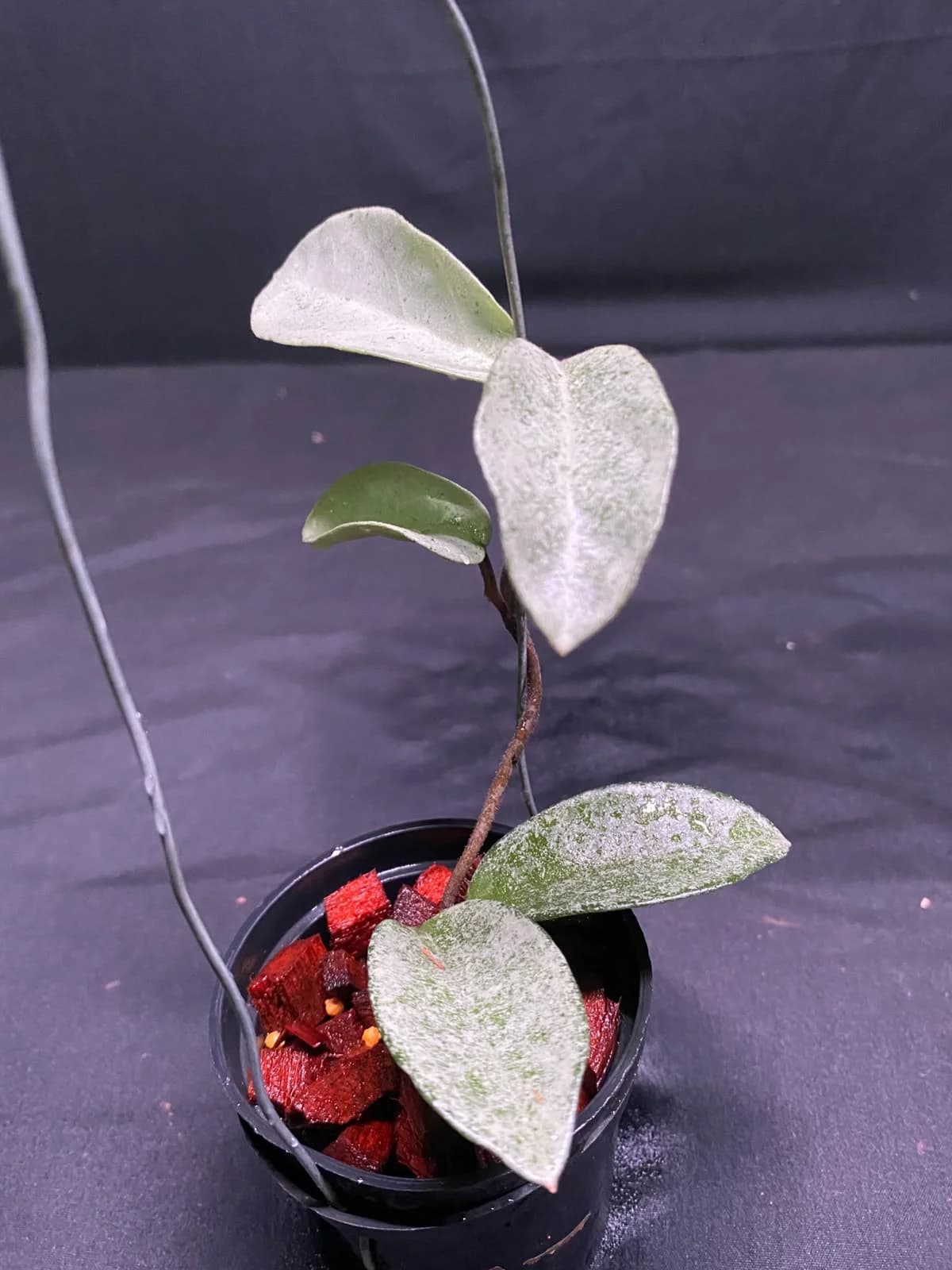 Hoya Carnosa Nova Ghost thumbnail 2