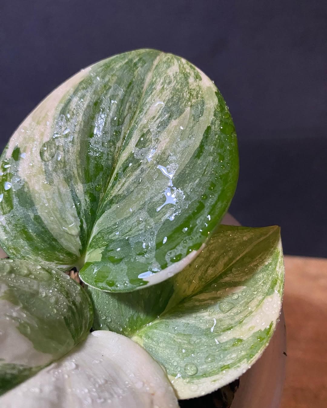 Scindapsus Rubicon thumbnail 1