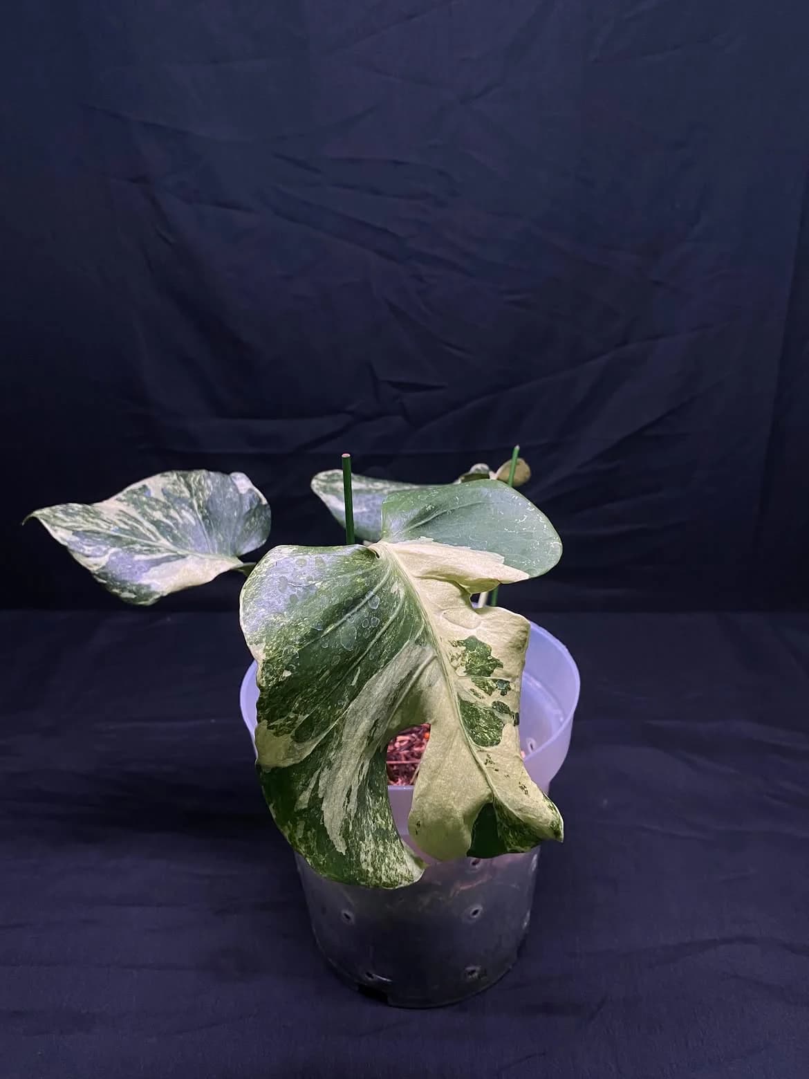 Monstera Oceana Contorted - Medium Size