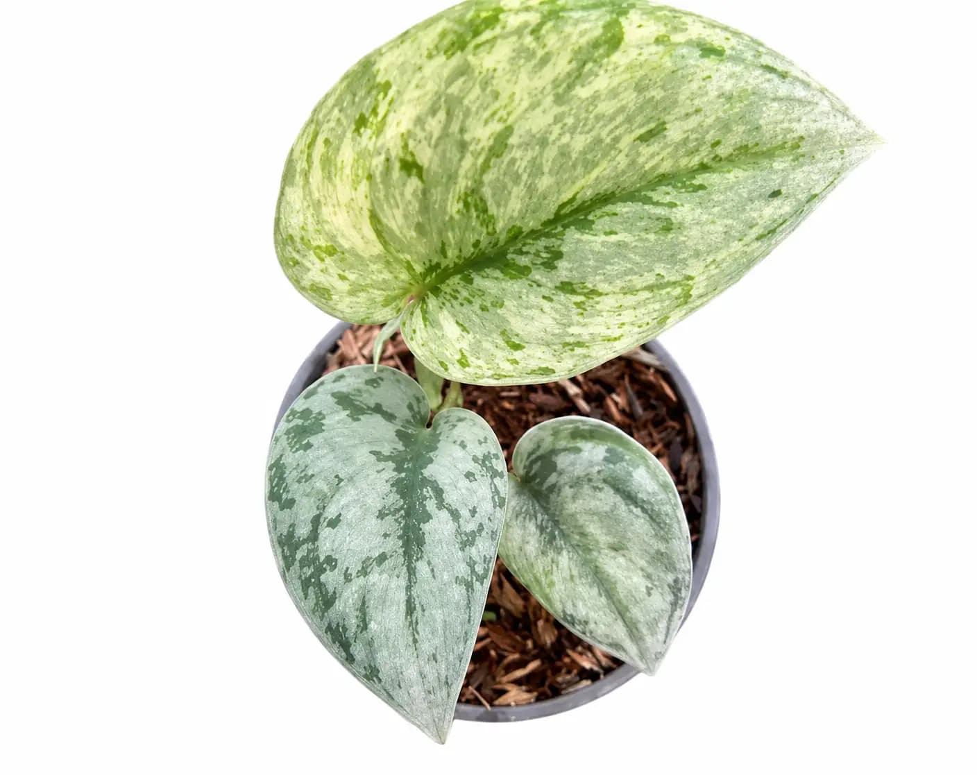 Scindapsus exotica hologram thumbnail 1
