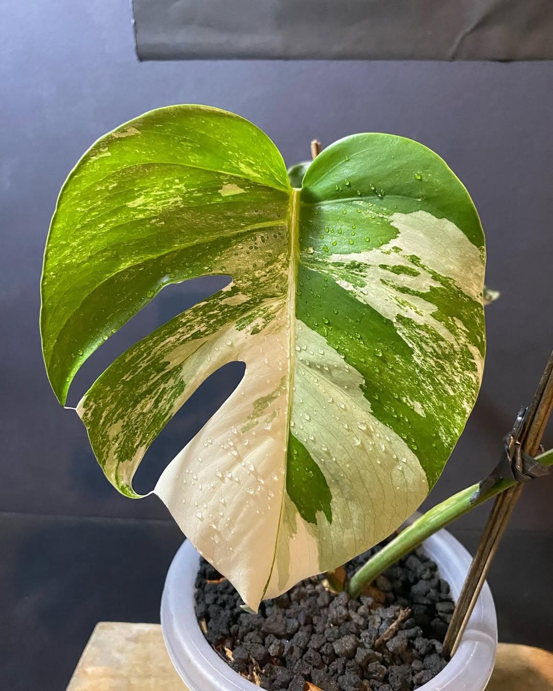Monstera Albo Variegated thumbnail 2