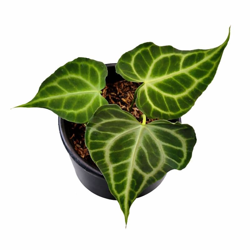 Anthurium king clarinervium thumbnail 1