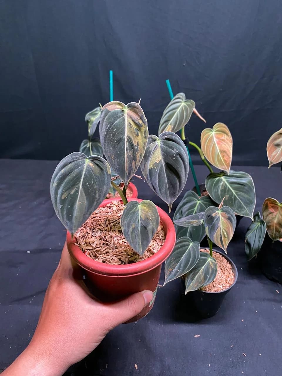Philodendron Melanochrysum Variegated thumbnail 2
