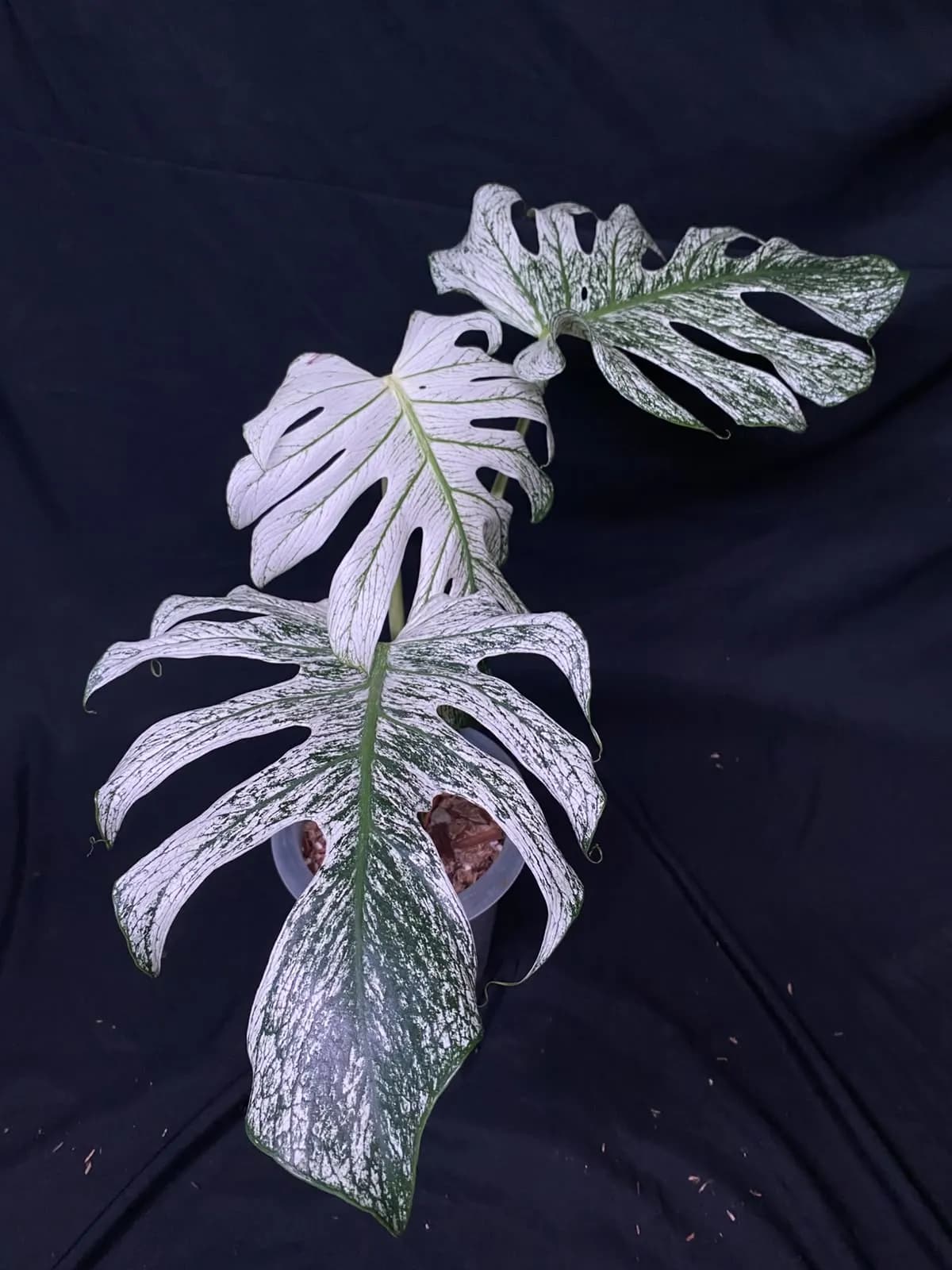 Monstera Devil Monster | GrowWithPlant