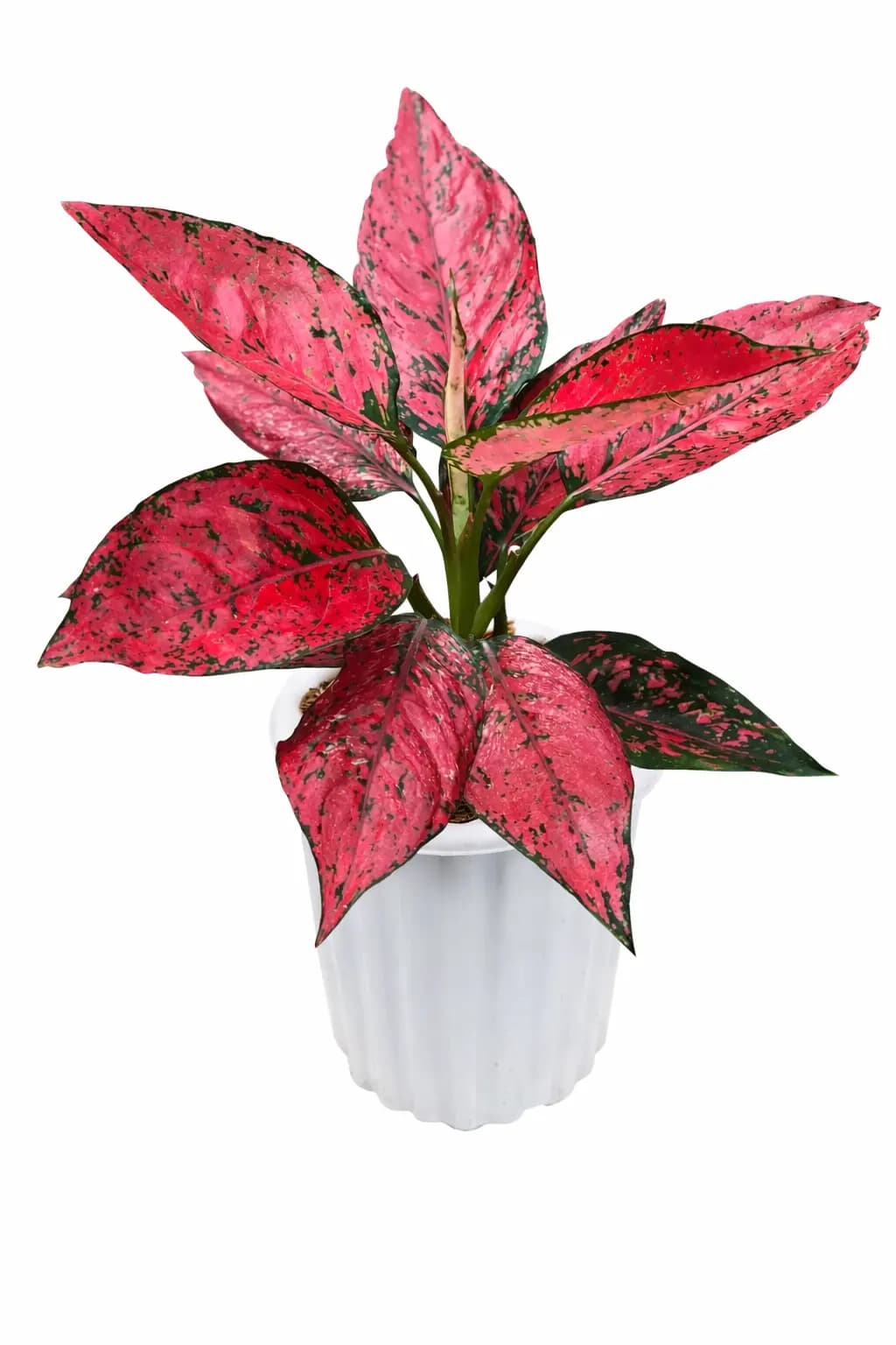 Aglaonema Komkom thumbnail 1