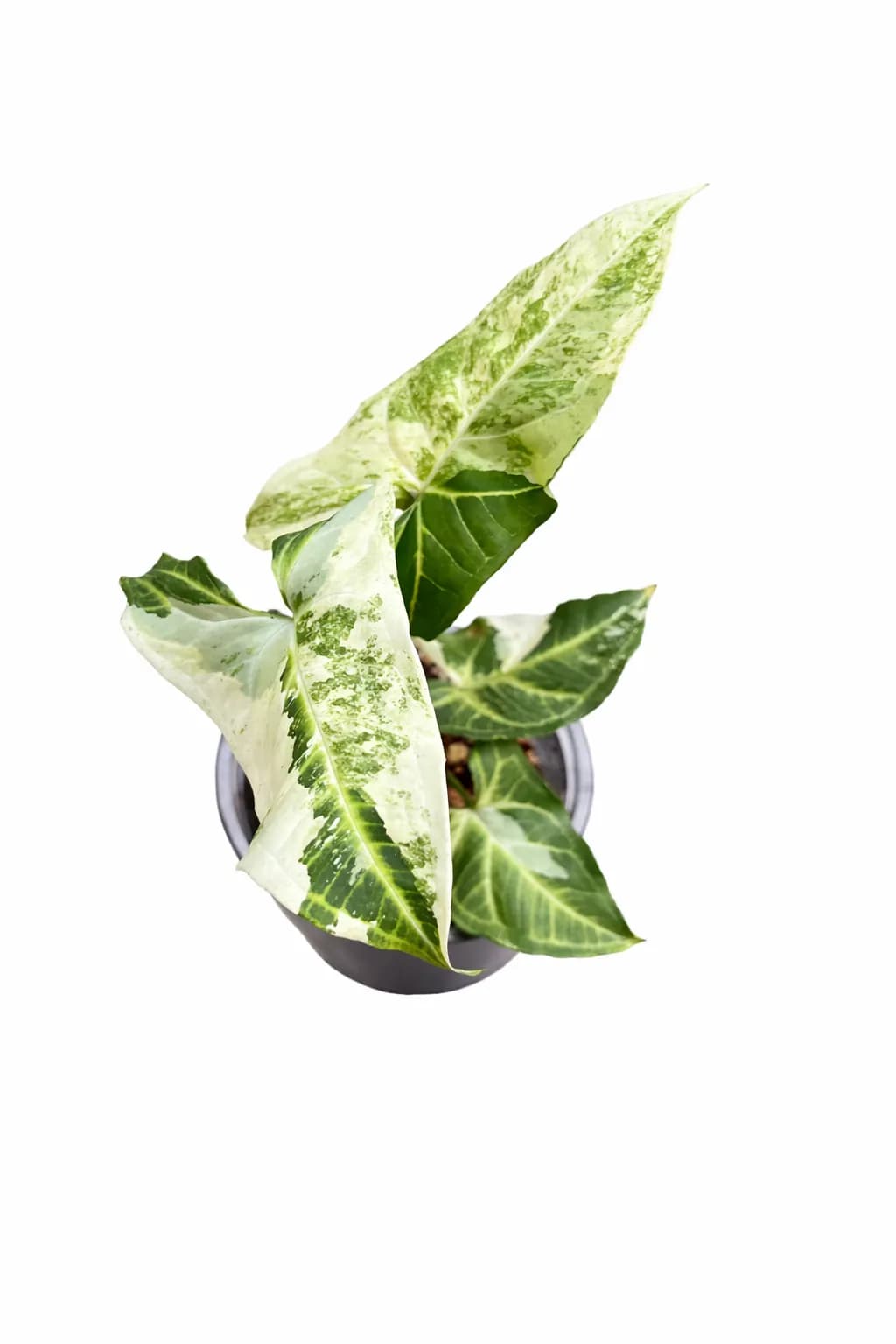 Syngonium Batik Variegated thumbnail 1