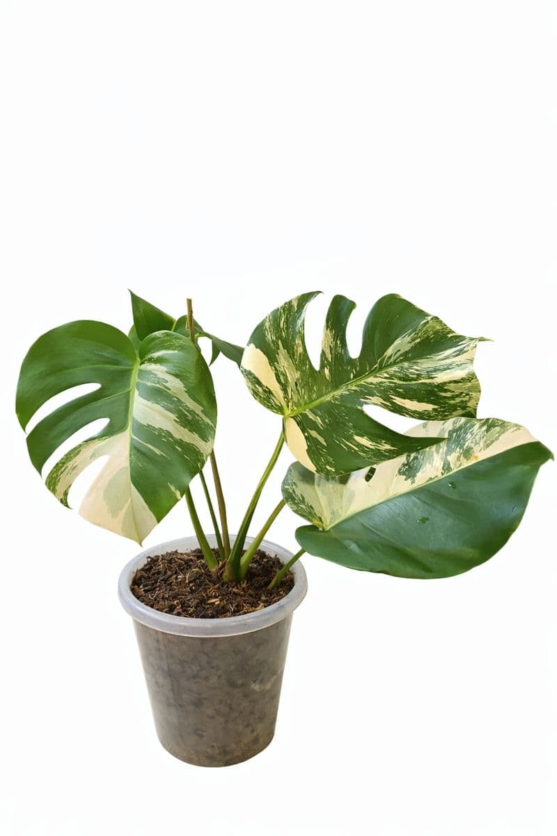 Monstera Albo Variegated thumbnail 2