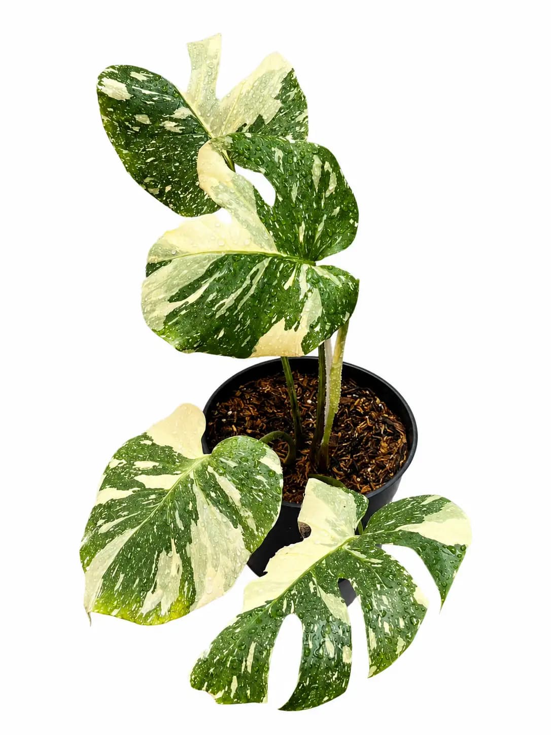 Monstera Cartoon thumbnail 2