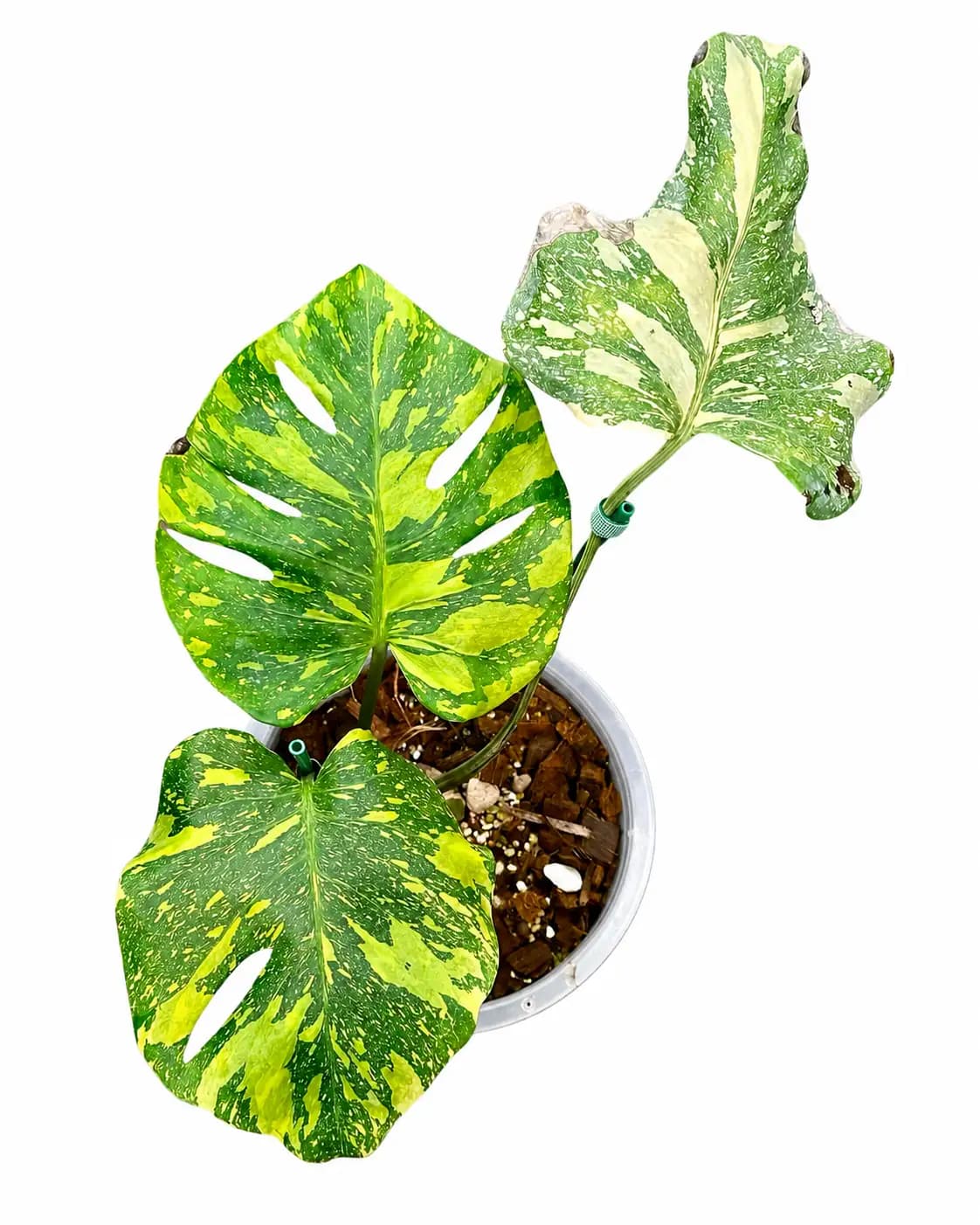 Monstera Electro Light