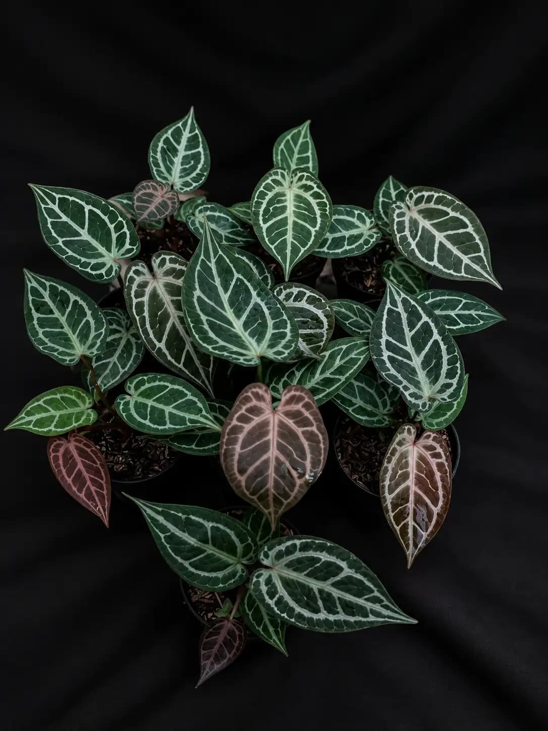 Anthurium Red Tiger | GrowWithPlant