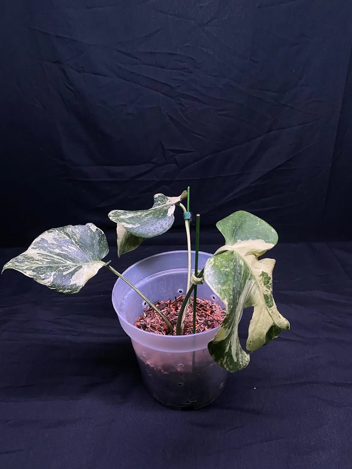 Monstera Oceana Contorted - Medium Size thumbnail 2