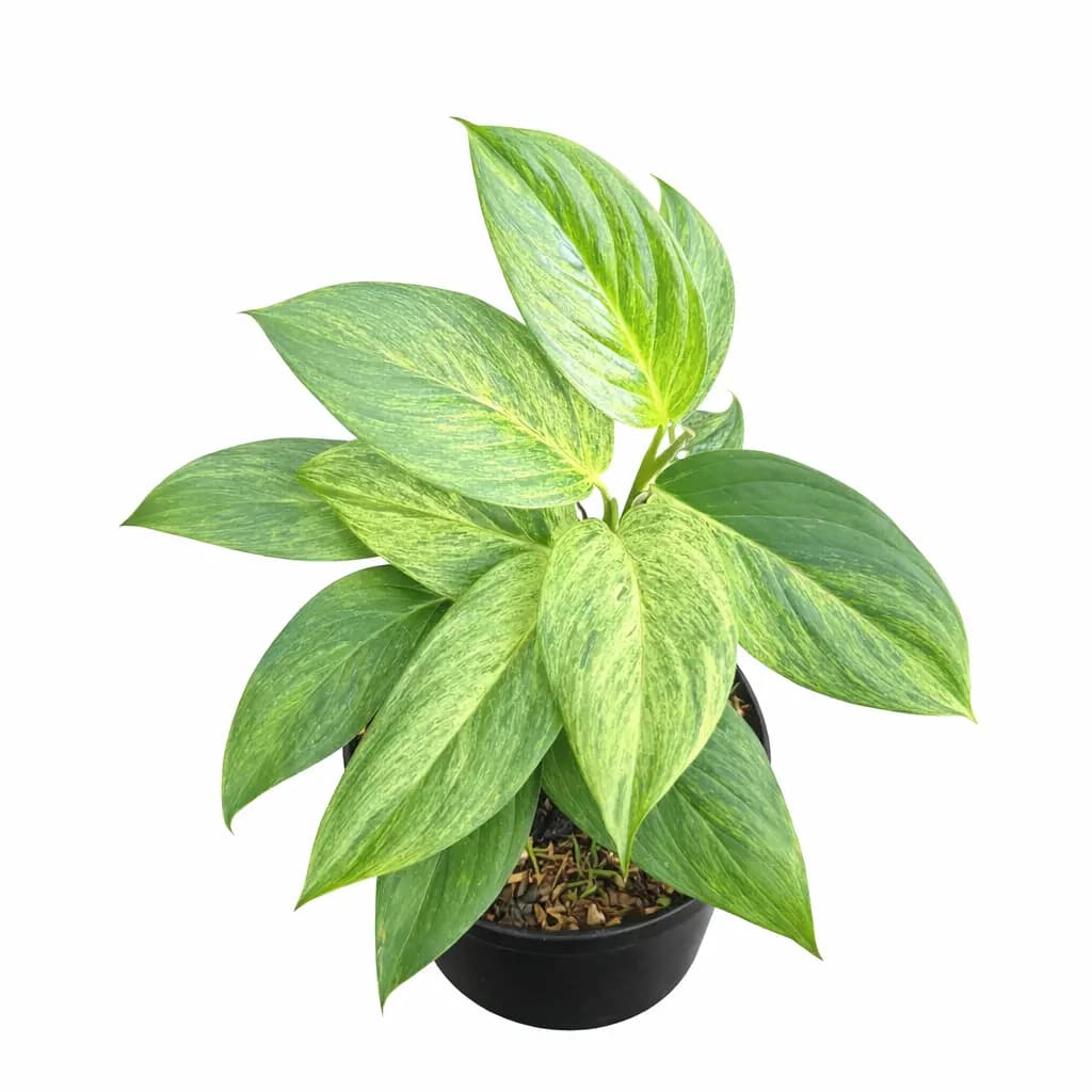 Scindapsus Perakensis Mint
