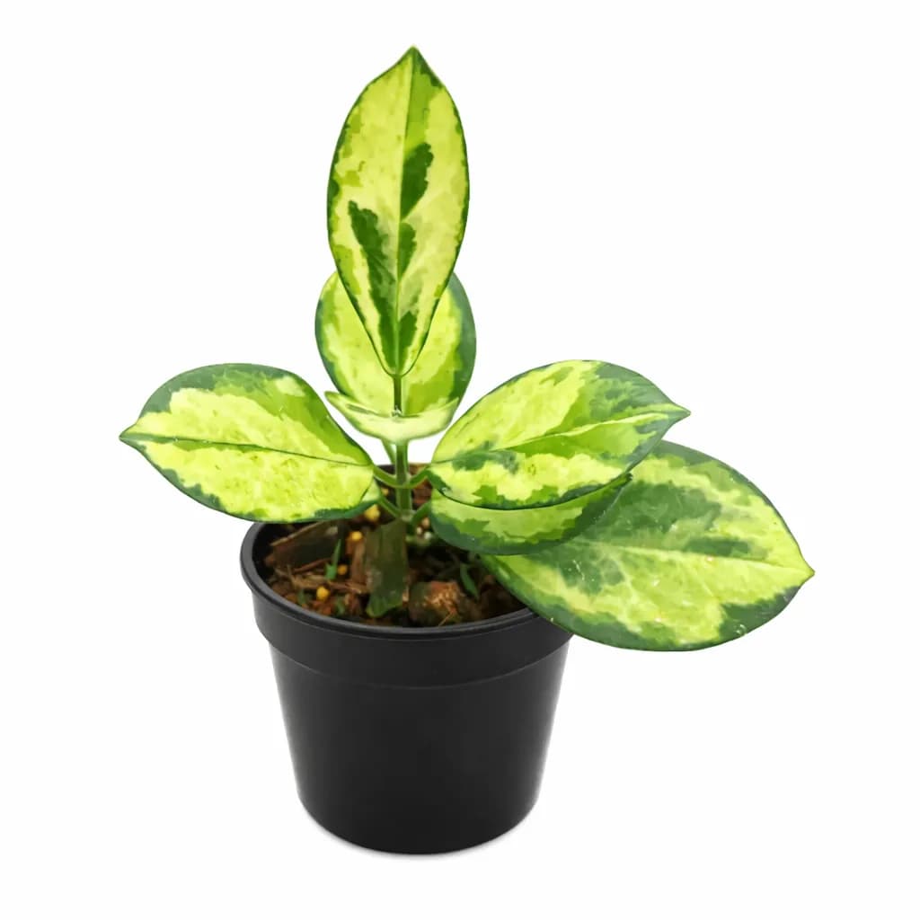 Hoya Australis Peacock thumbnail 1