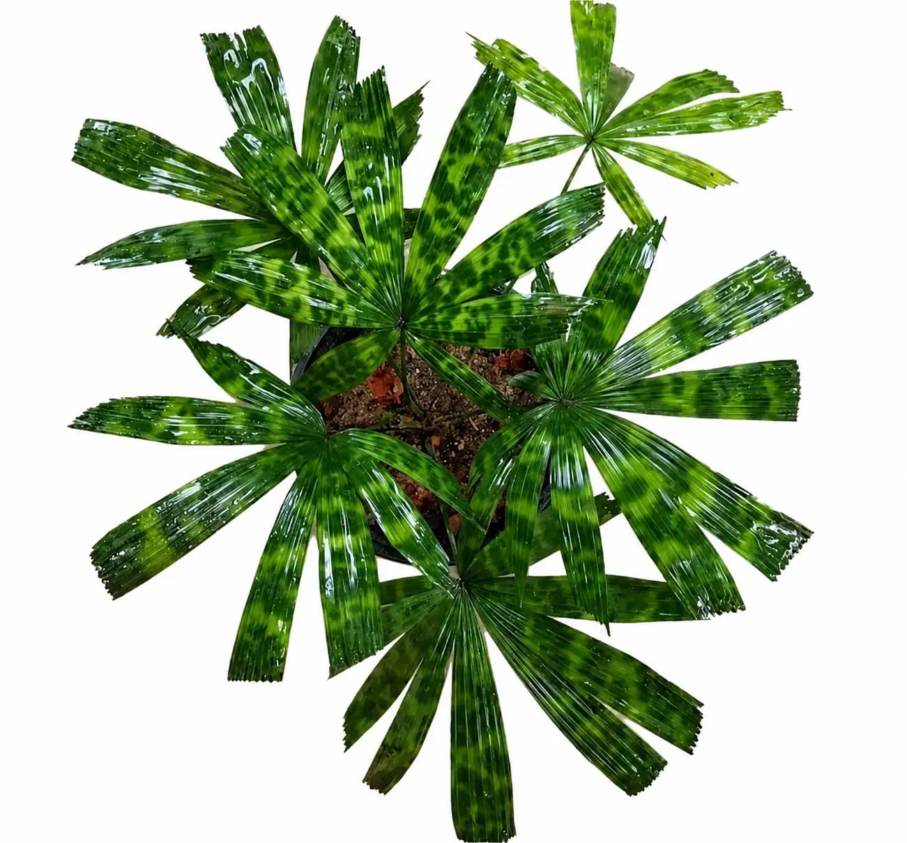 Licuala Mapu
