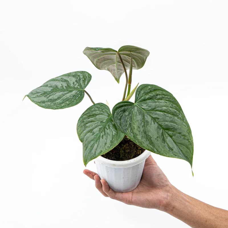Philodendron Majestic