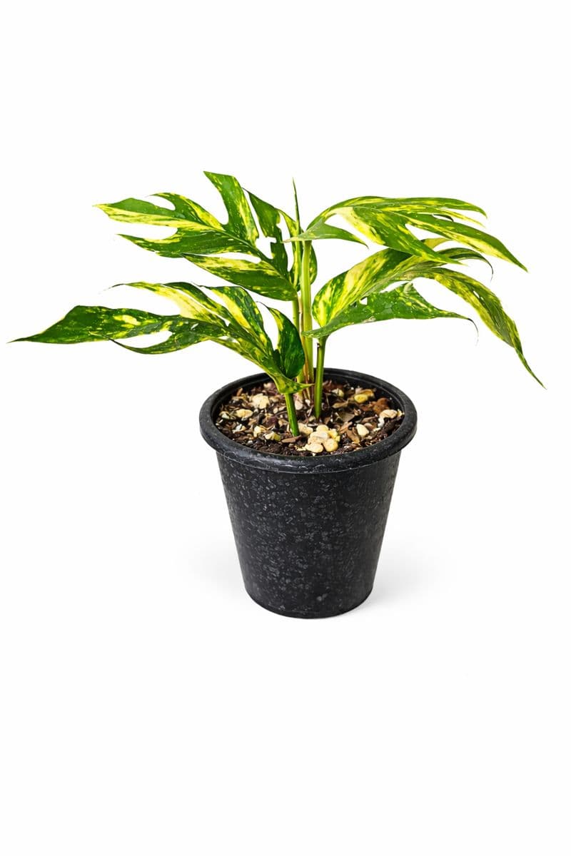 Epipremnum Pinnatum Yellow Sunrise thumbnail 1