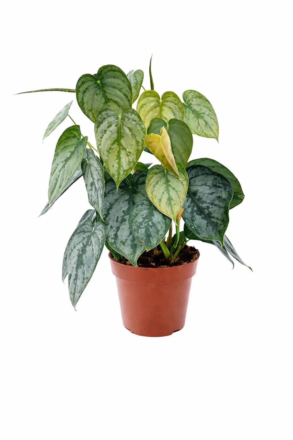 Philodendron Brandtianum