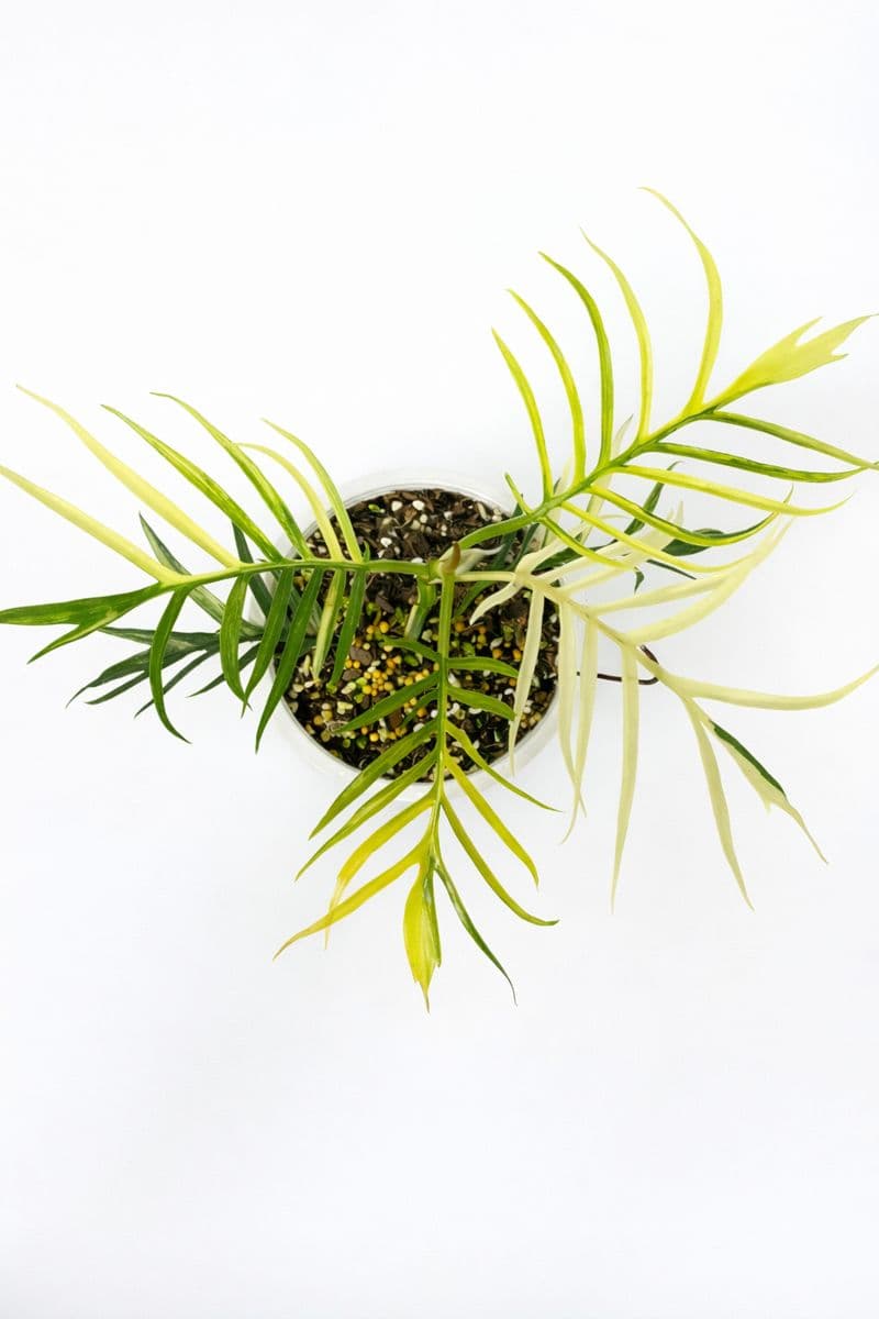 Philodendron Tortum Variegated  thumbnail 1