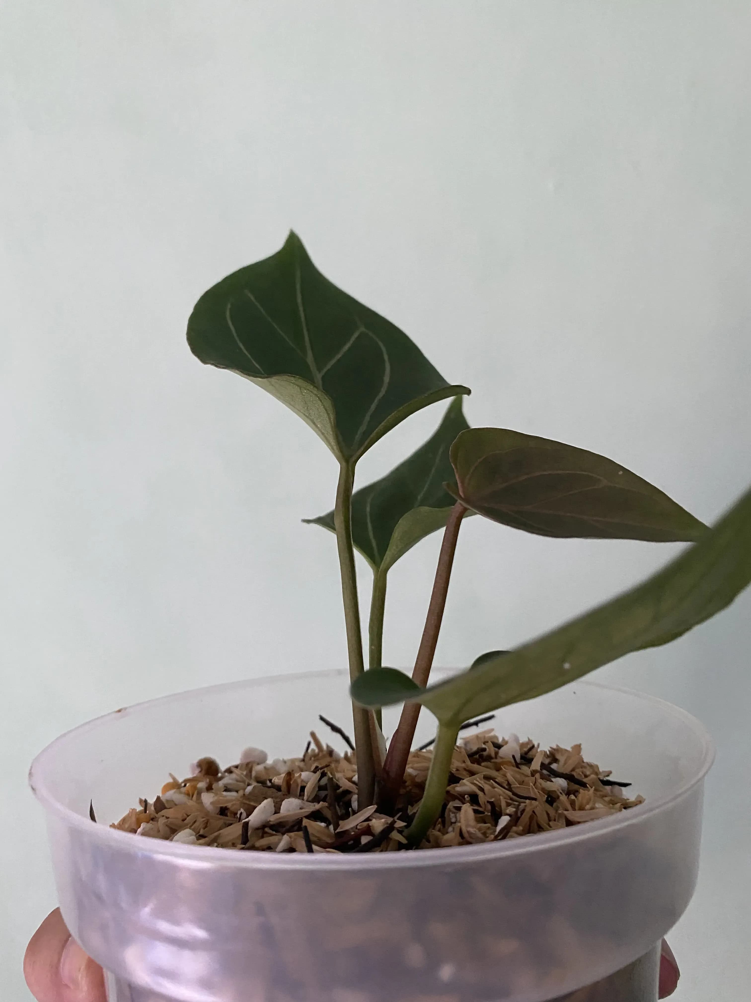 Anthurium king of spades butterfly (from seed) thumbnail 3