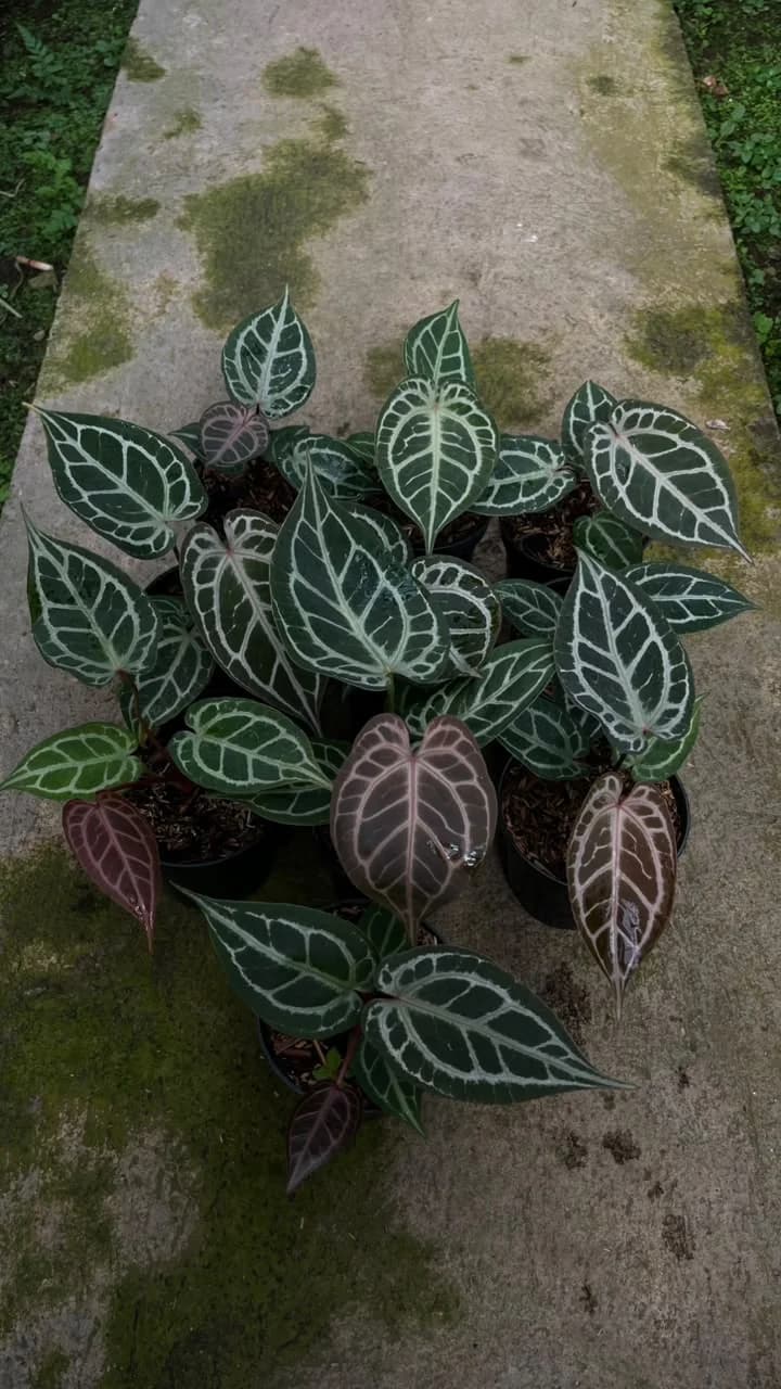 Anthurium Red Tiger | GrowWithPlant