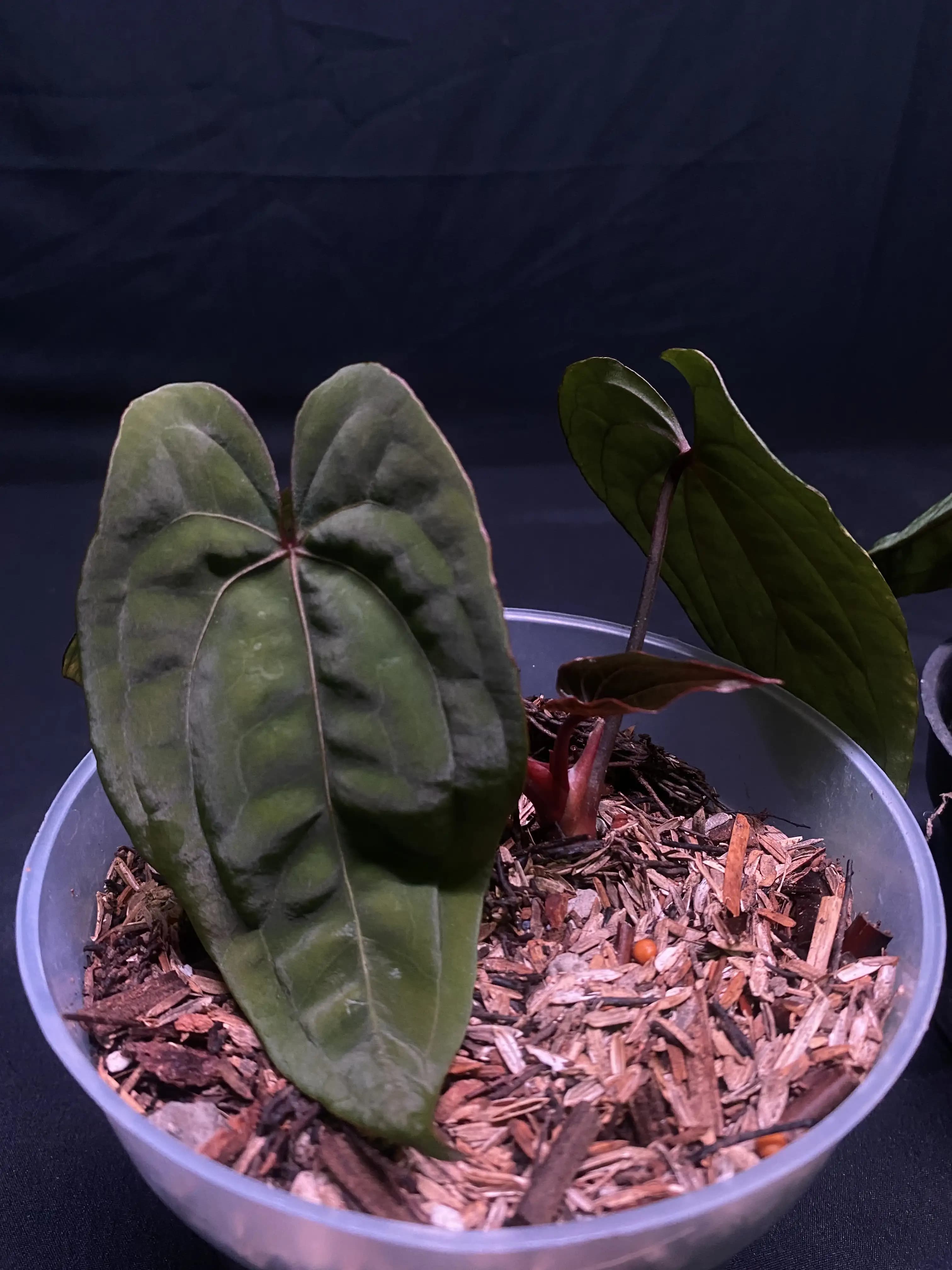 Anthurium Red Vein Dark Phoenix (RVDP) thumbnail 3