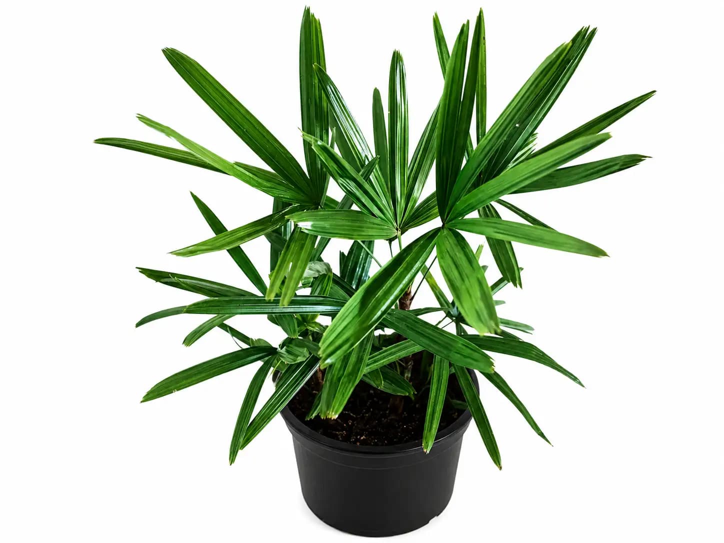 Lady Palm