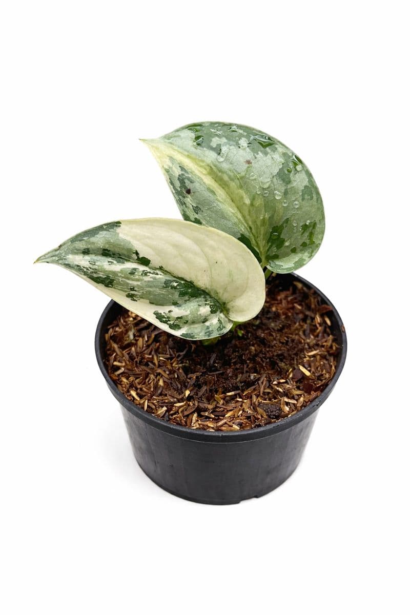 Scindapsus mayari variegated