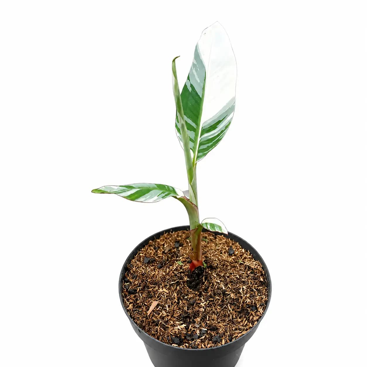 elephant plant pot Handmade Ceramic Elephant Planter main image 1