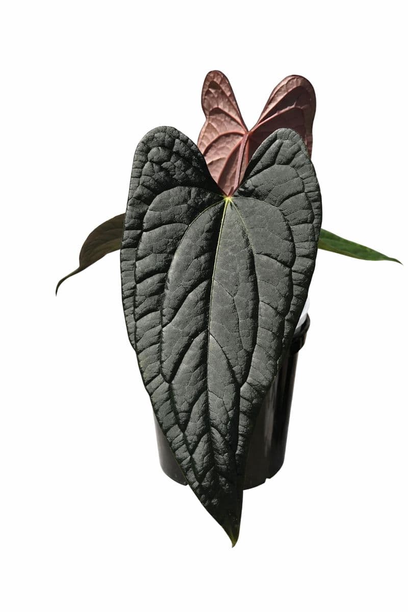 Anthurium Night Queen thumbnail 1