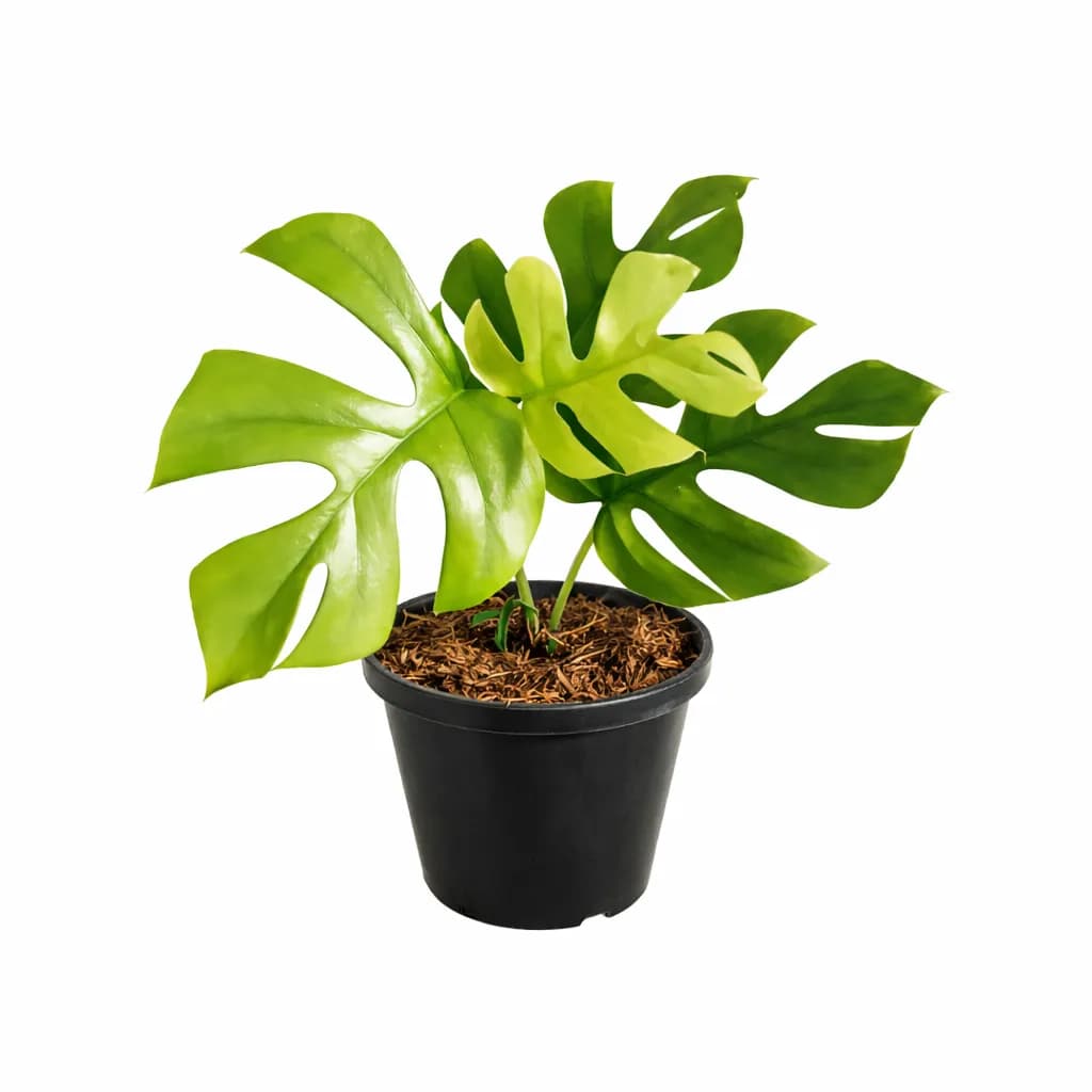 Rhaphidophora Tetrasperma thumbnail 1